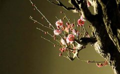 梅花个性诗歌语录说说大全50句精选